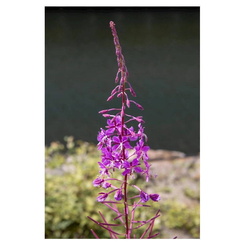 fireweed also willow herb also rosebay willowherb