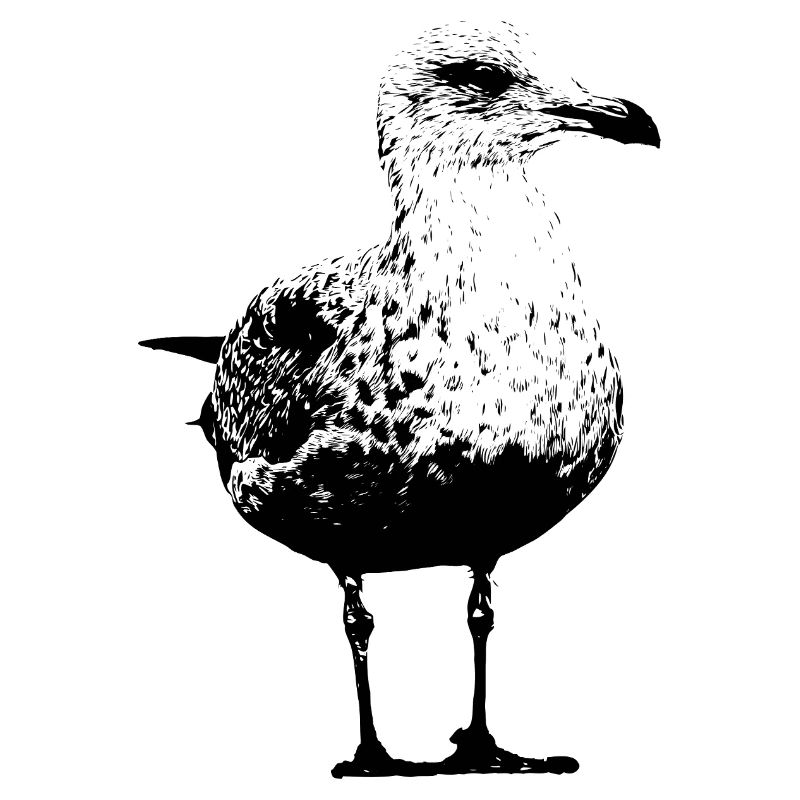 Möwe
