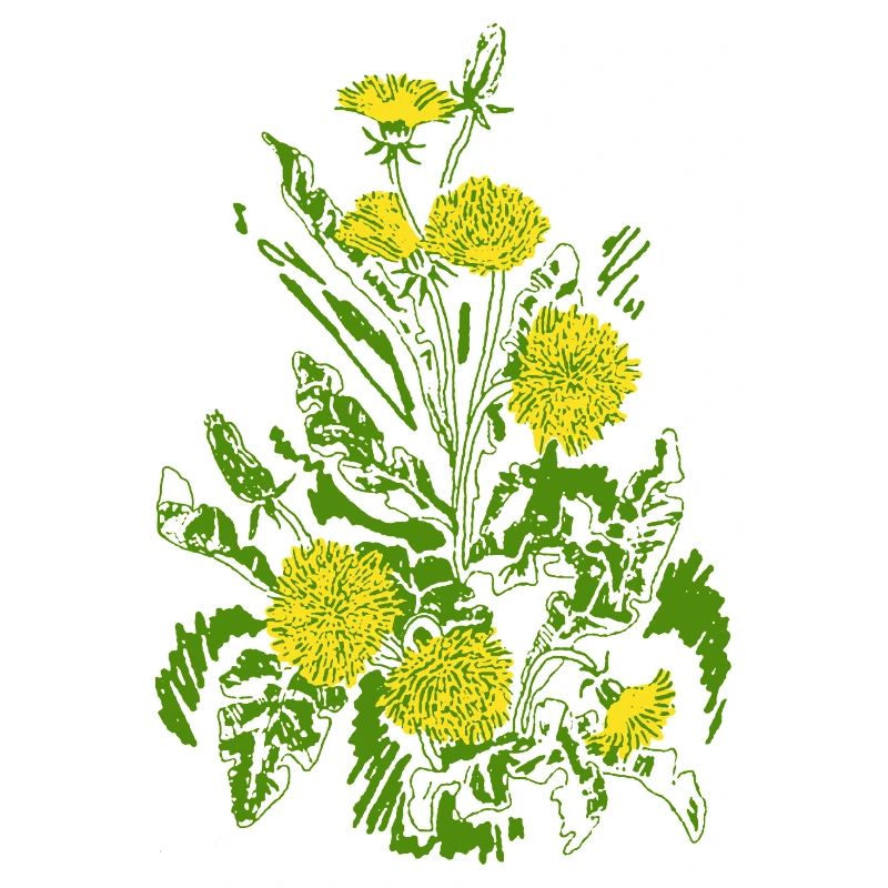 DANDELIONS