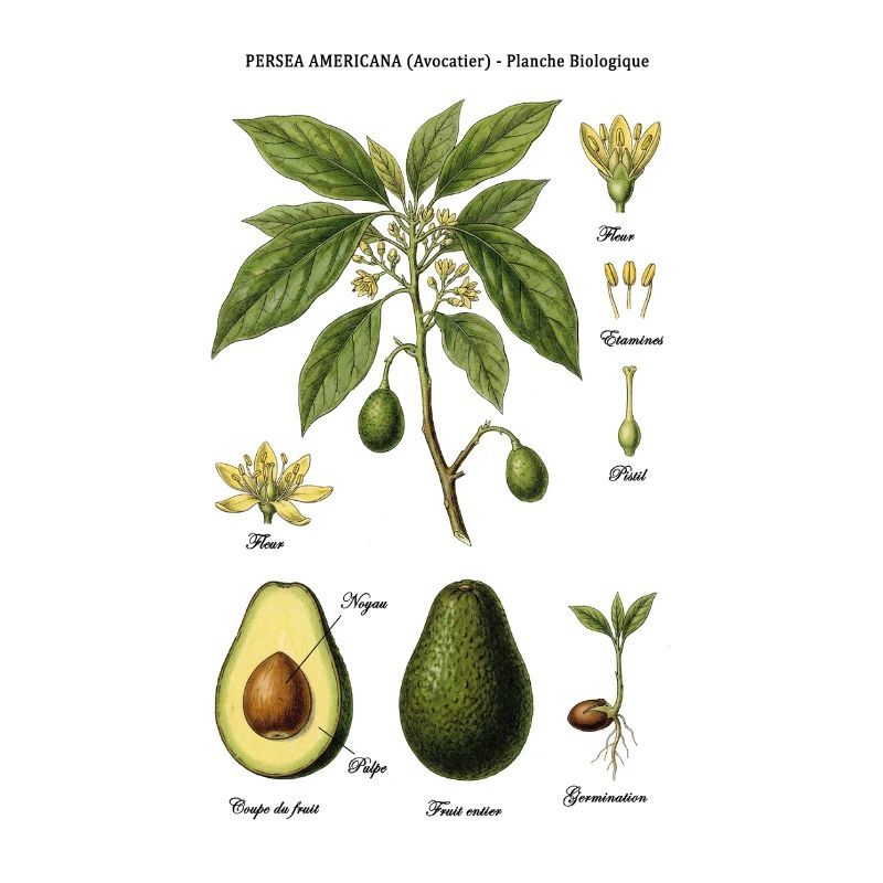Botanical Board Avocado Tree Nature Study