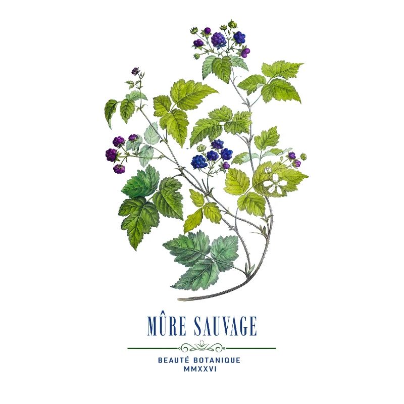dewberry Botanique