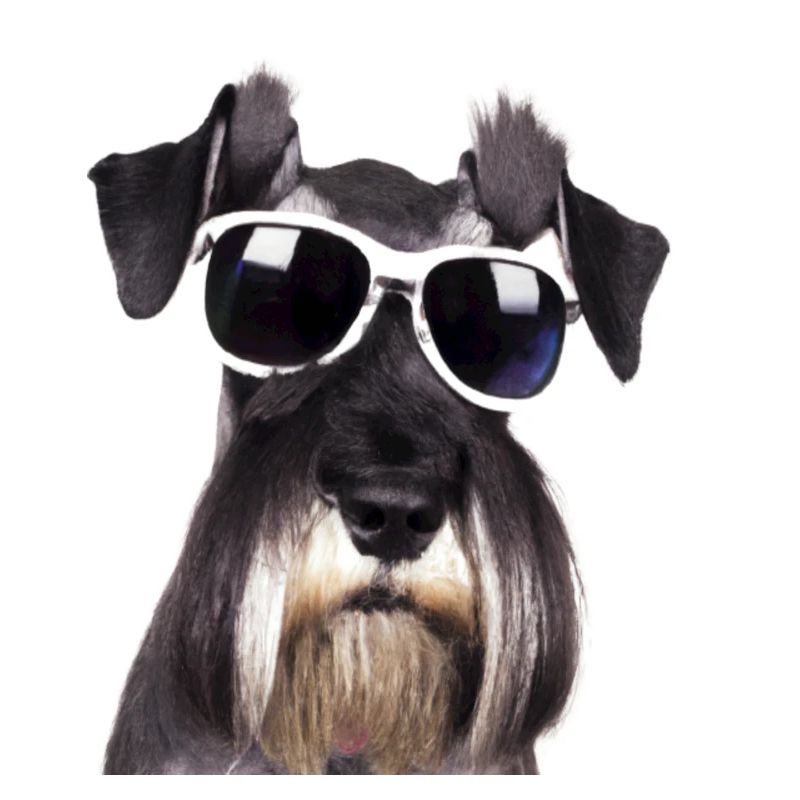 Miniature Schnauzer