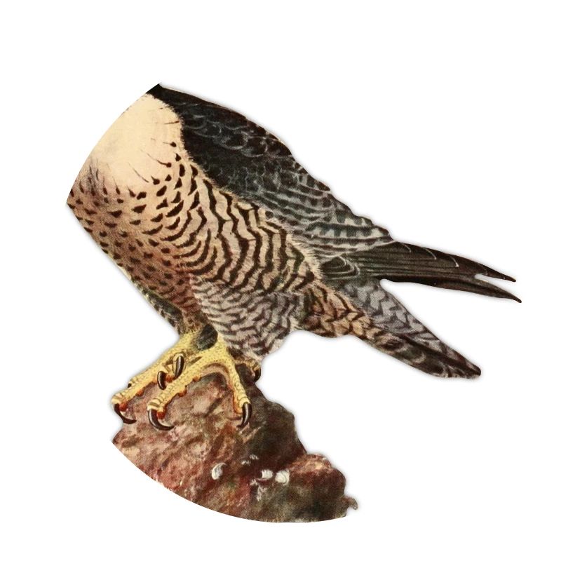 Falcon kestrel