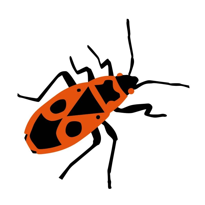 Fire beetle - insect - Firebug