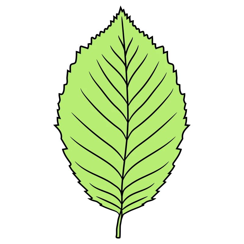 buche blatt baum pflanze form clipart design wald
