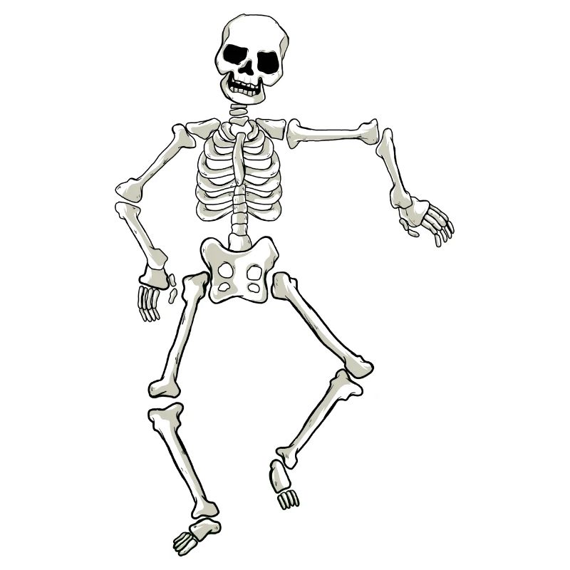 skeleton