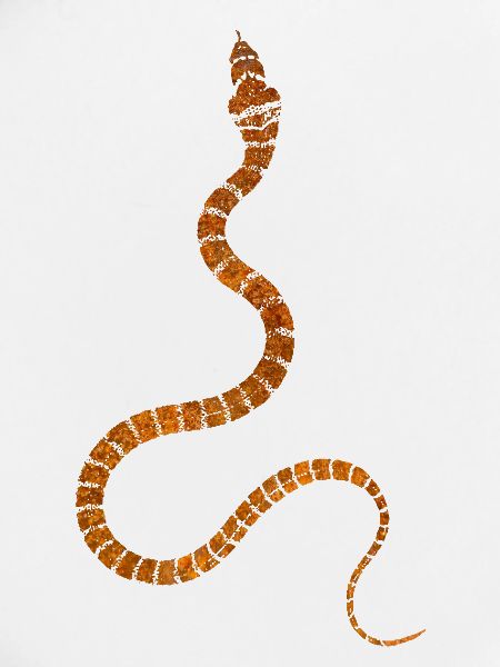Snake