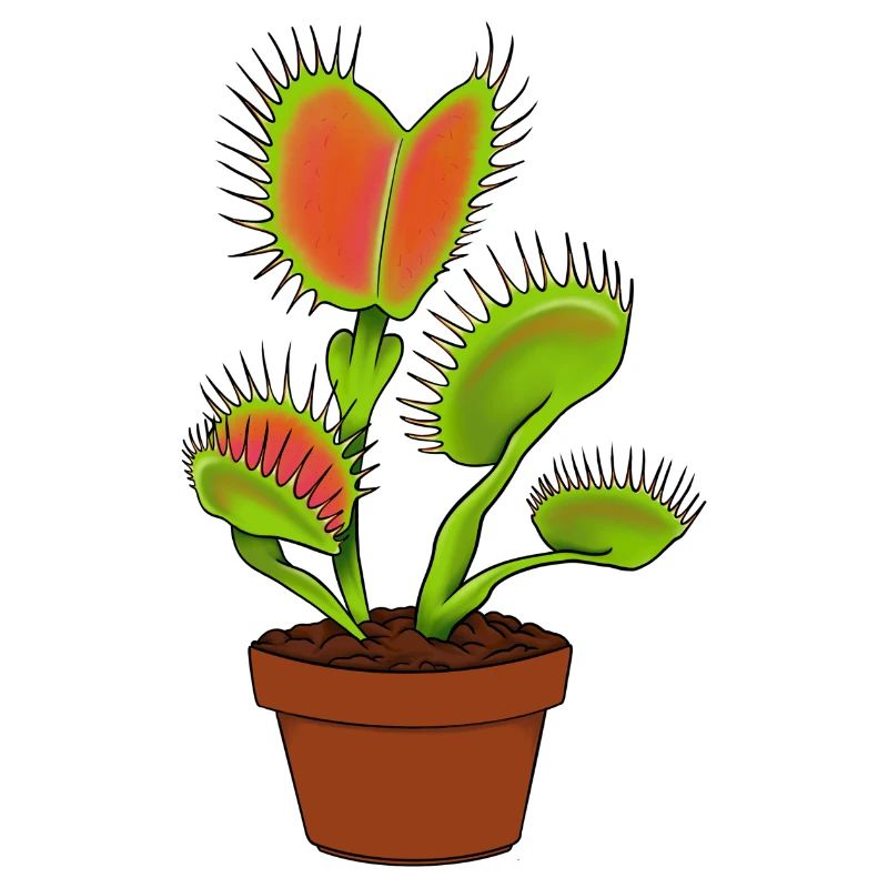 Carnivorous plantVenus flytrap