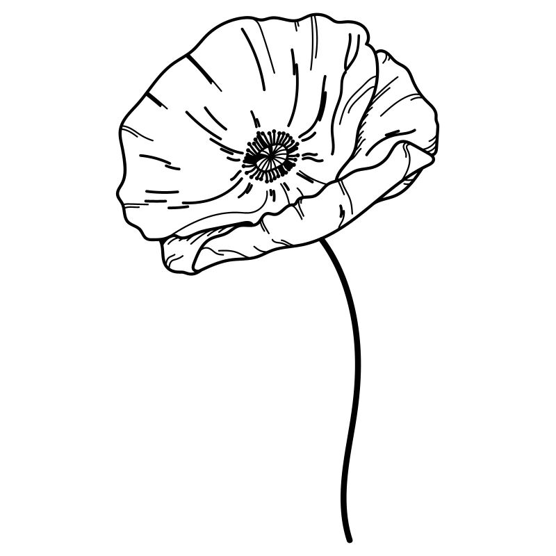 Fleur de coquelicot 21 Plan de travail 13