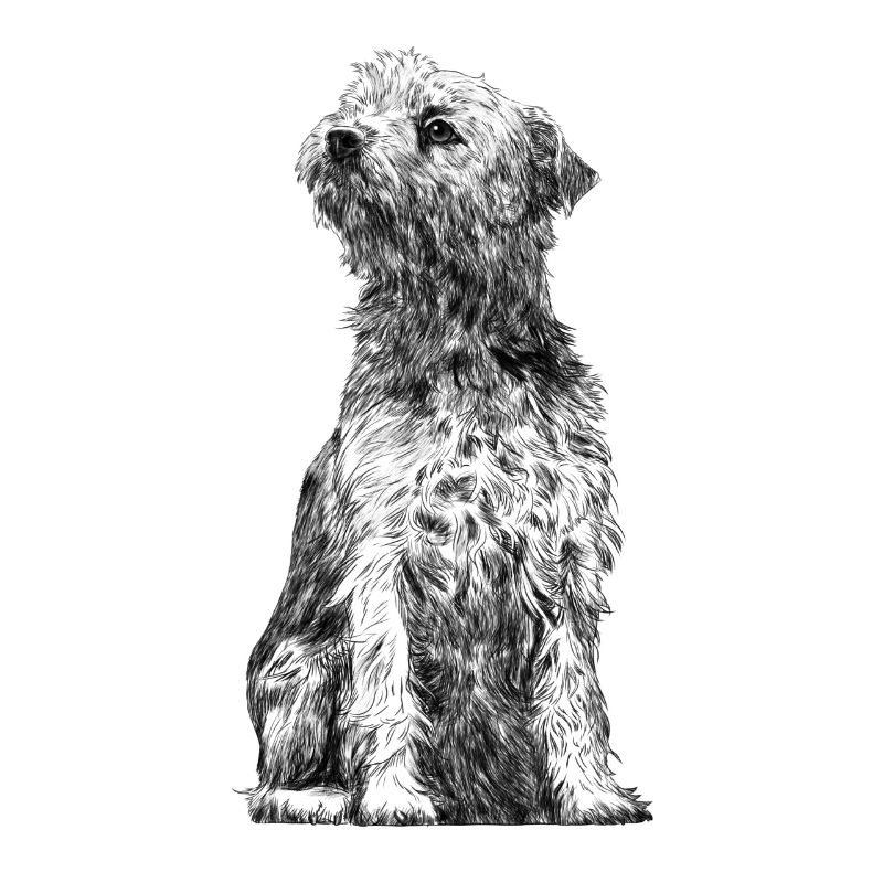 Sitting Border Terrier Dog