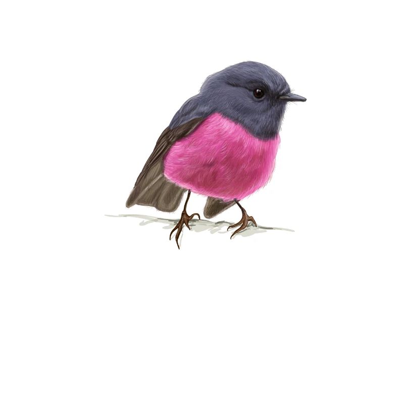 coole Vogel Pink Robin Geschenkidee