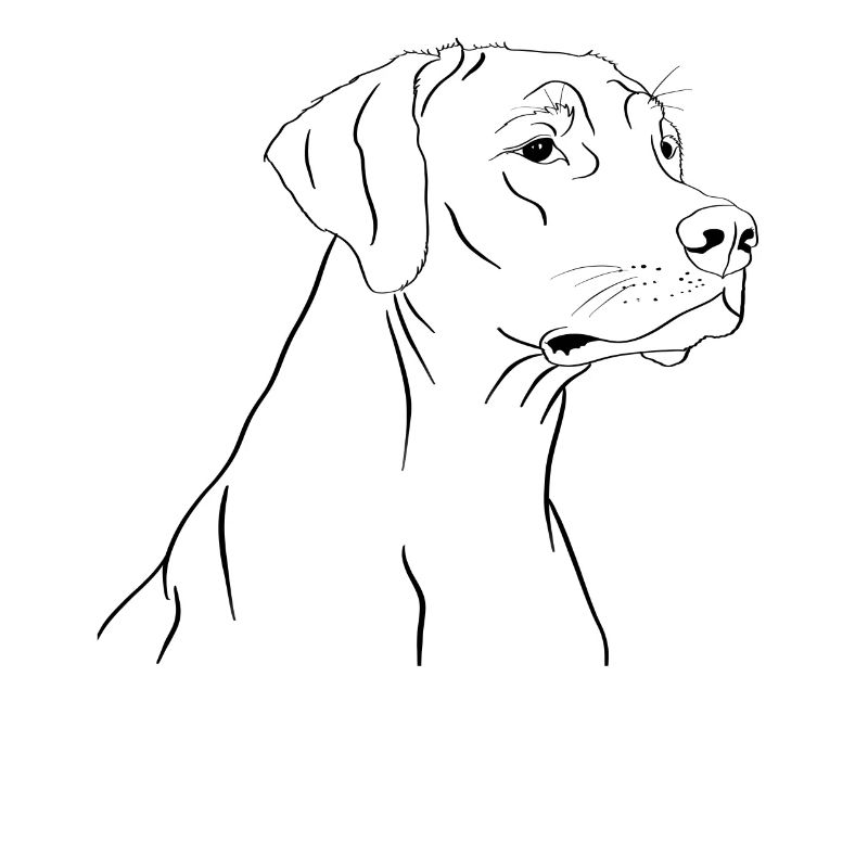 Rhodesian Ridgeback drawing