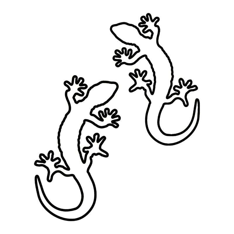 gecko zwei