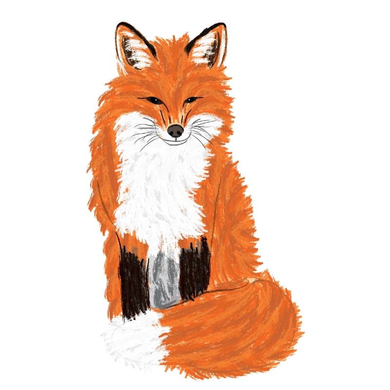 Sitzender Rotfuchs/Sitting Red Fox I