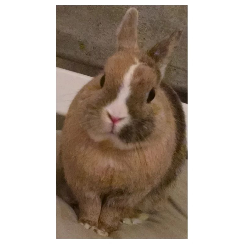 Lapin