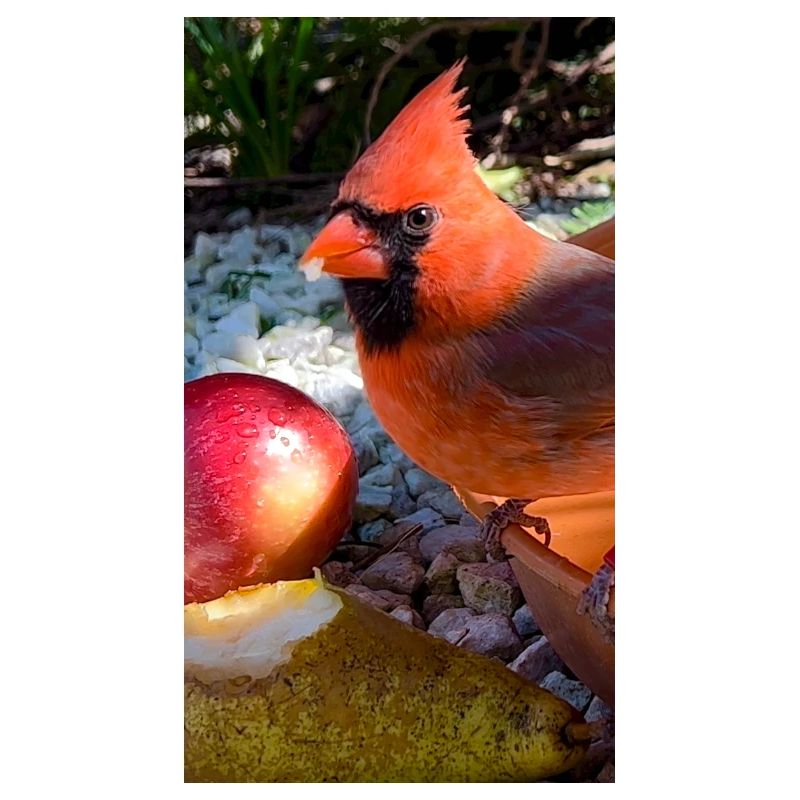 Nördlicher Kardinal