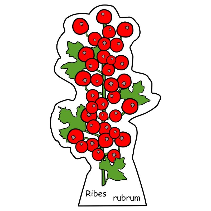 Red currants