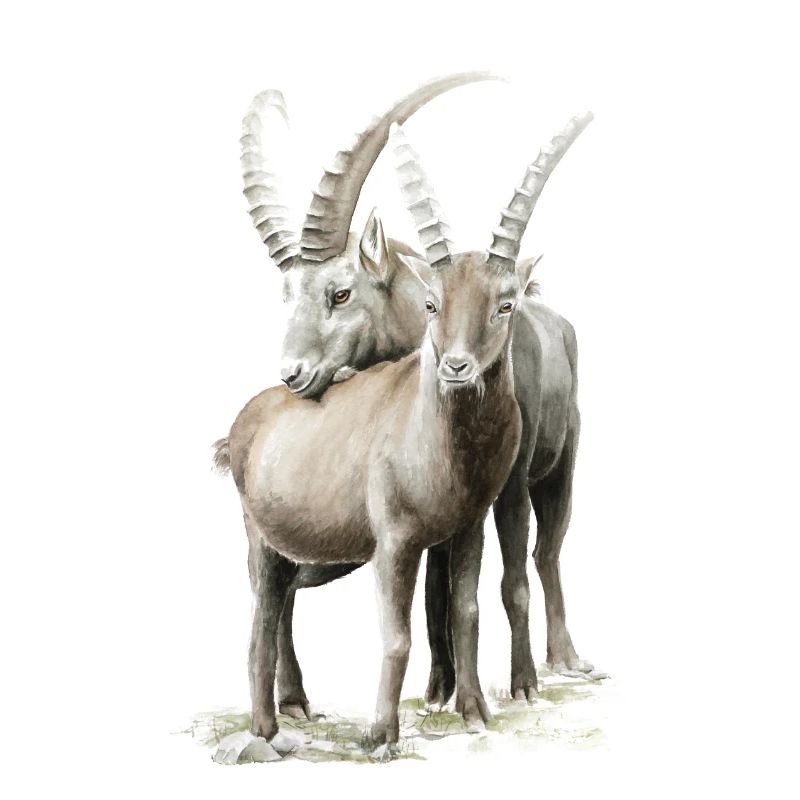 Steinbock