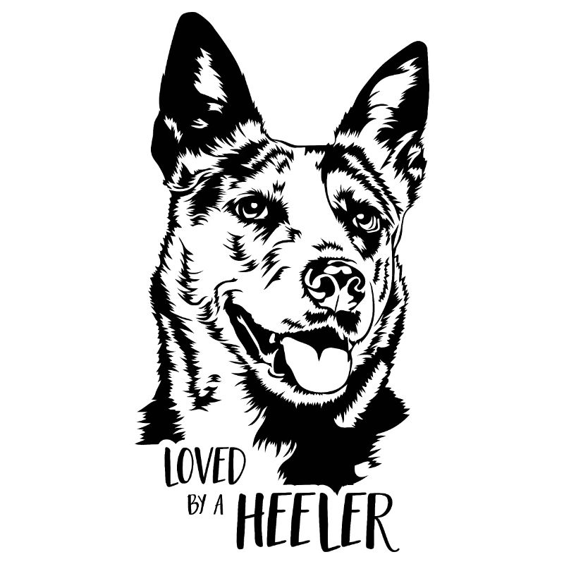 Bouvier australien aimé par un Heeler Wilsigns