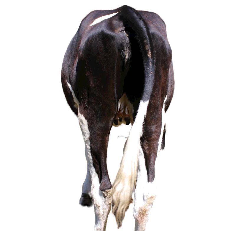 Vache