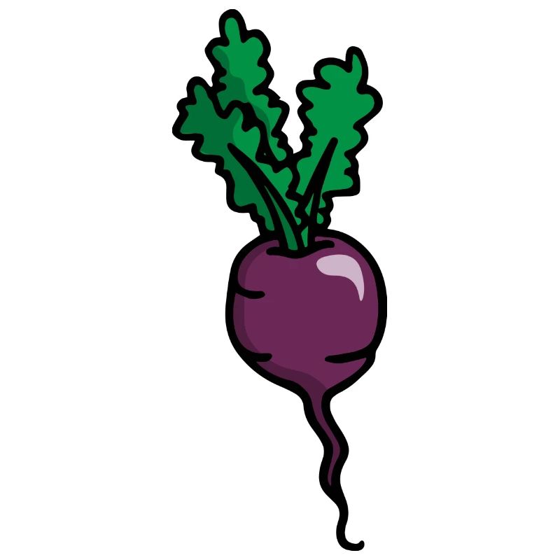Radie rote Parterres Radish beetroot betterave