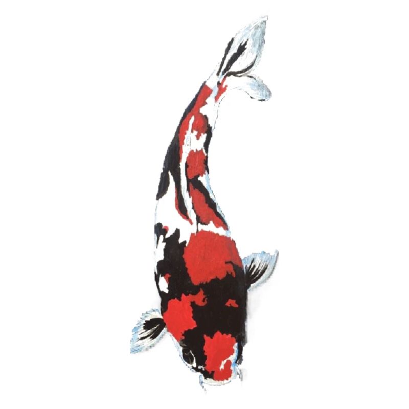 Koi Carp Splash: Red White Black