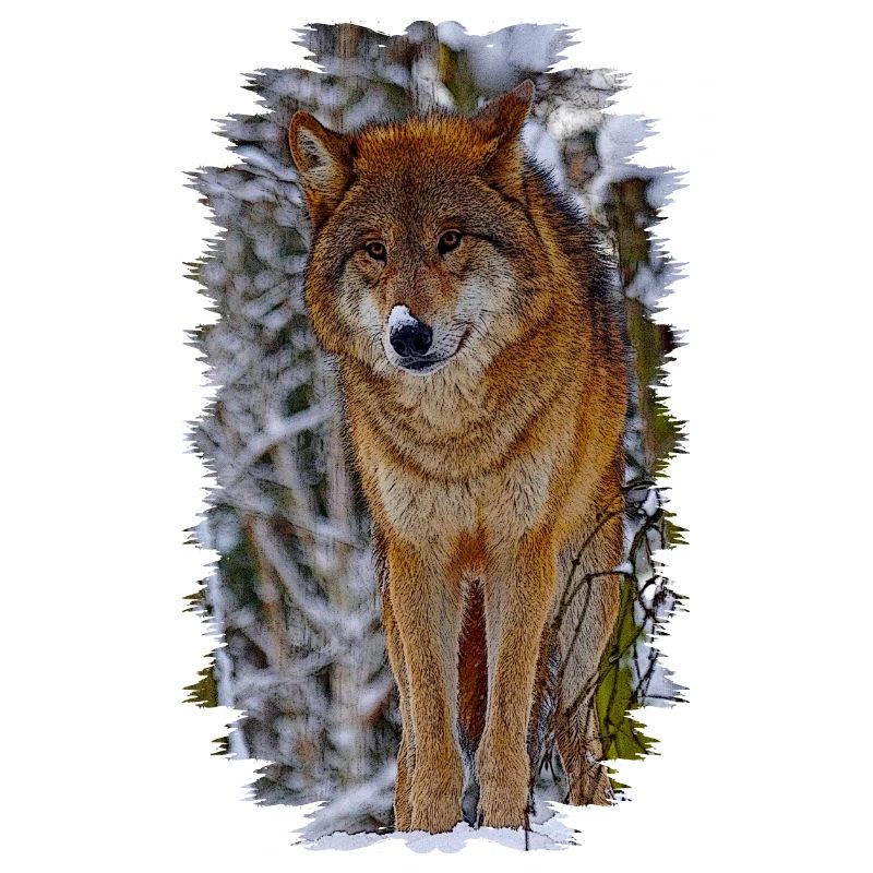 wolf