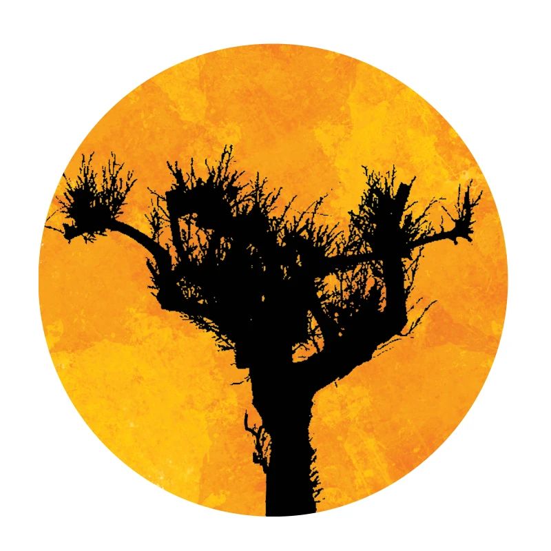 Pine in the sun