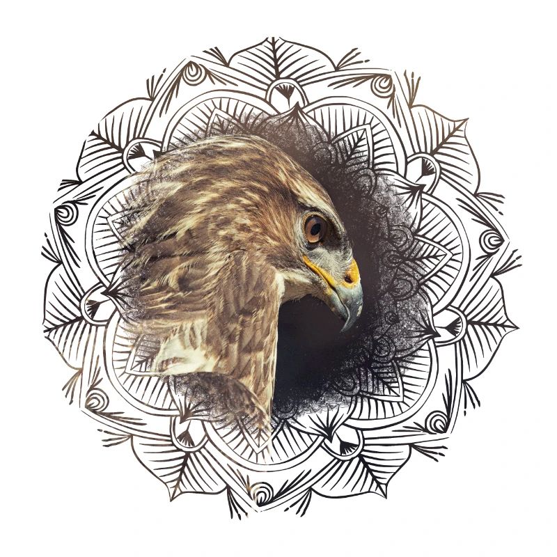 Buzzard Mandala