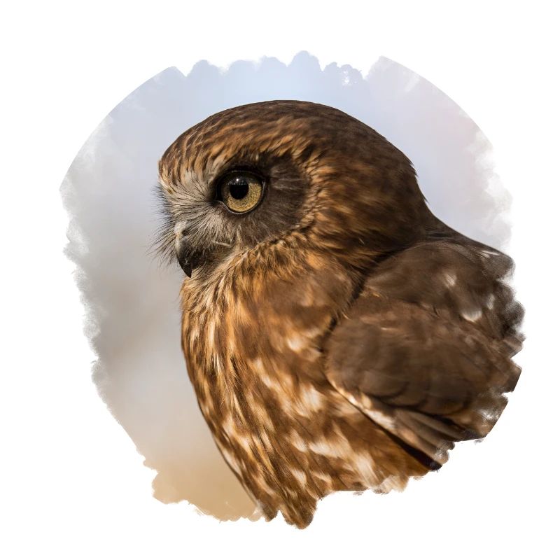 Owl design