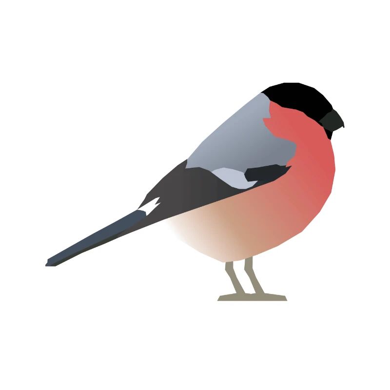 Dompfaff (Pyrrhula pyrrhula)