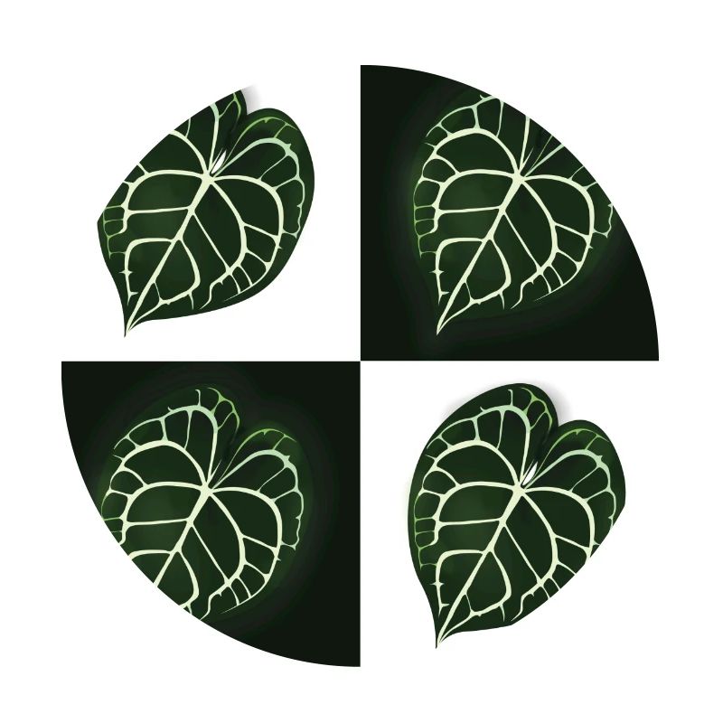 Anthurium Clarinervium