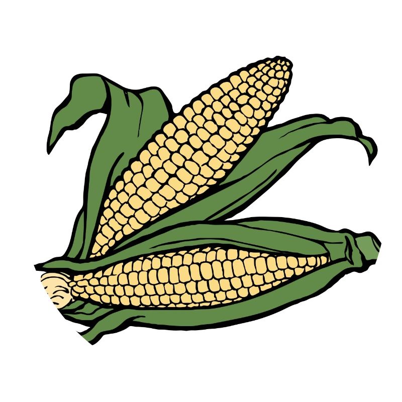 corn corn maize cereal veggie vegetables vegetables