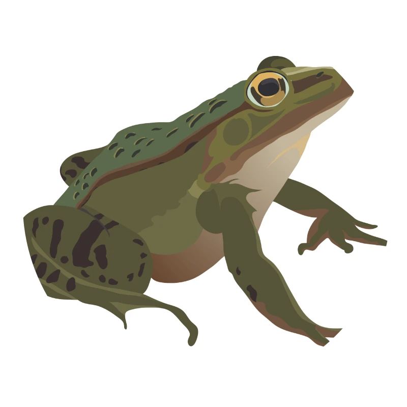 Frog mister frog toad common toad tree frog idea
