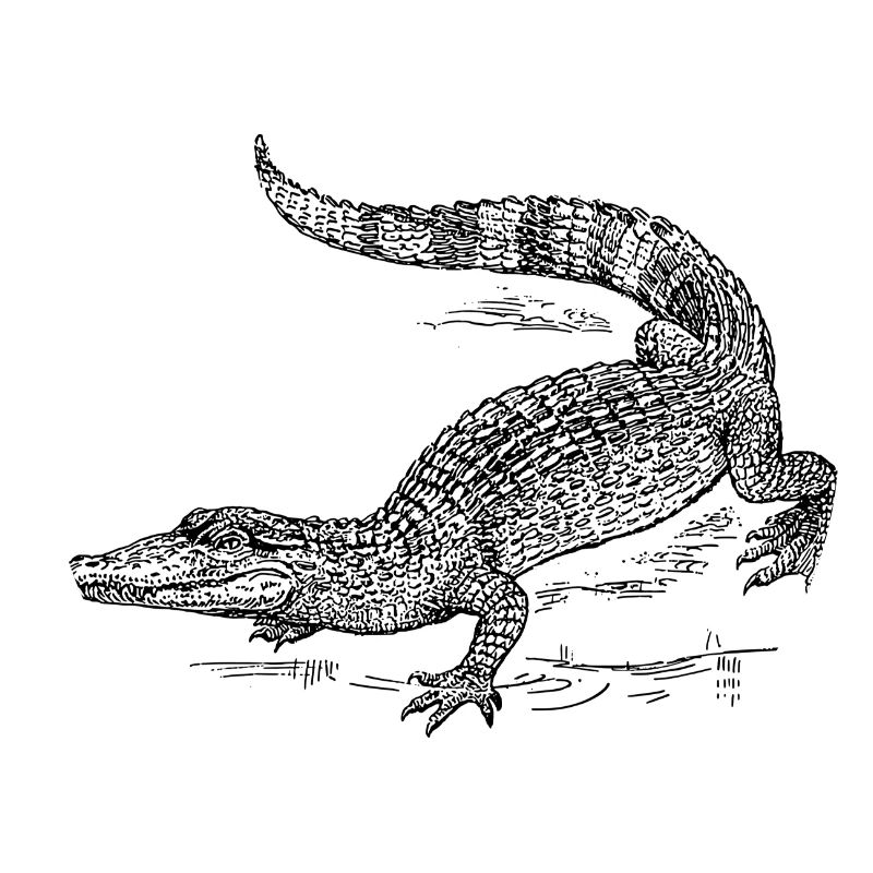 Croco 58