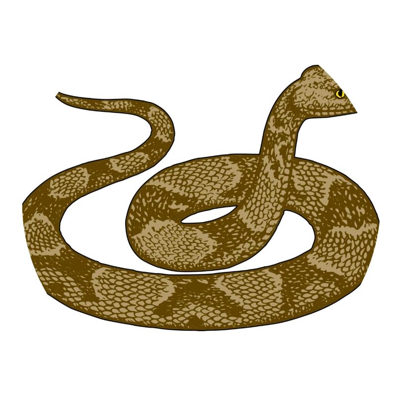 Serpent en colère