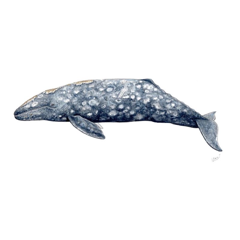 Grauwal - Baleine grise - Grauwal