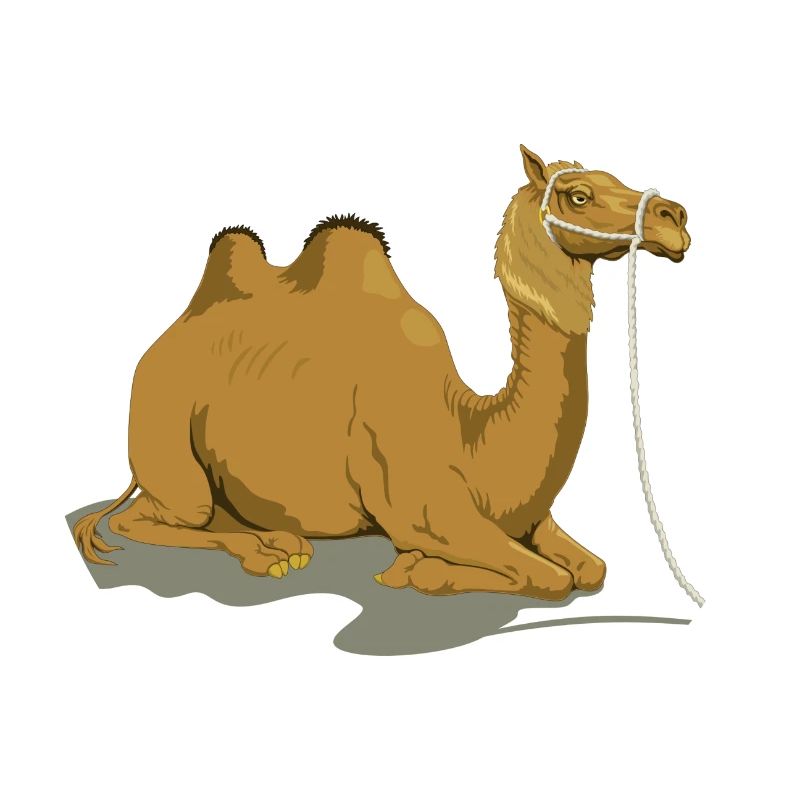 camel