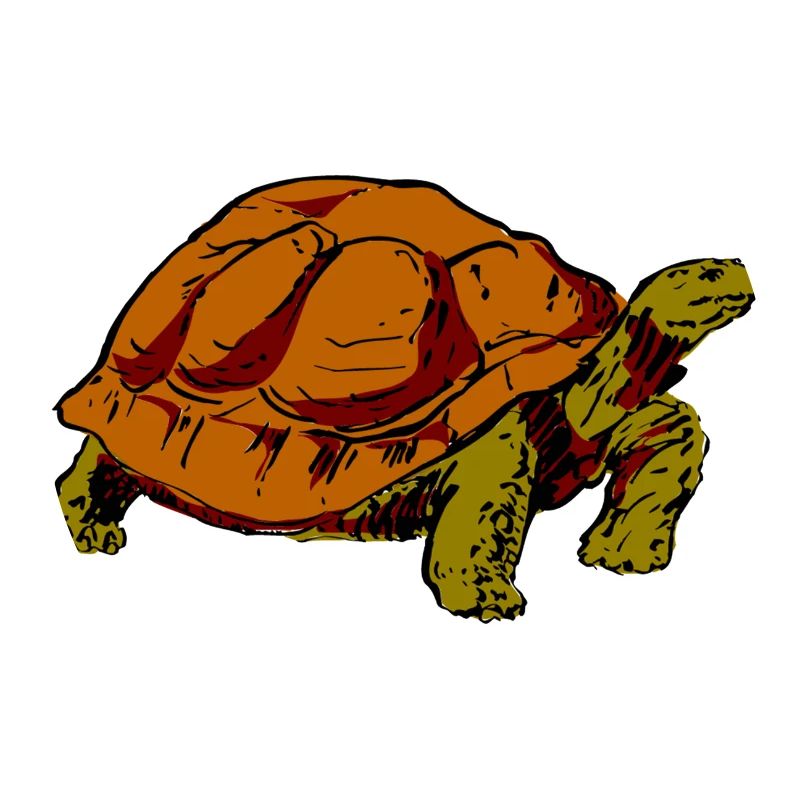 Schildkröte
