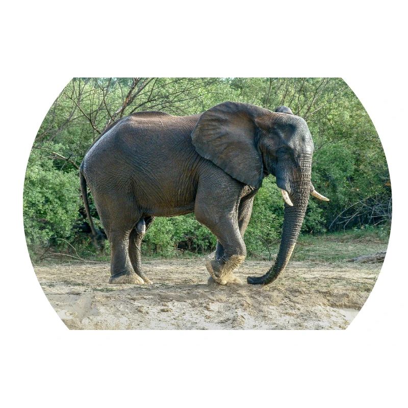 Elephant stomped its foot into the sand.