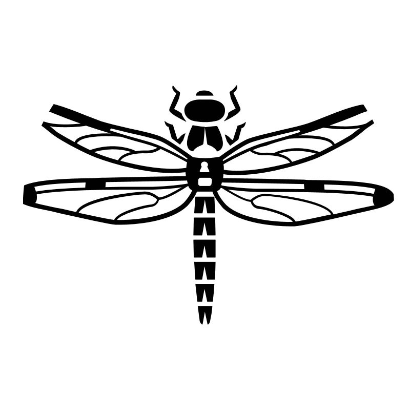 Dragonfly - insect