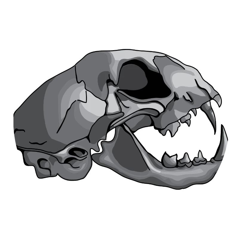 cat skull