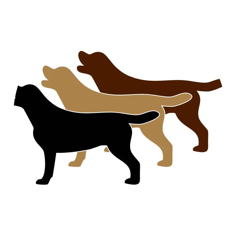 3 Labrador Farben