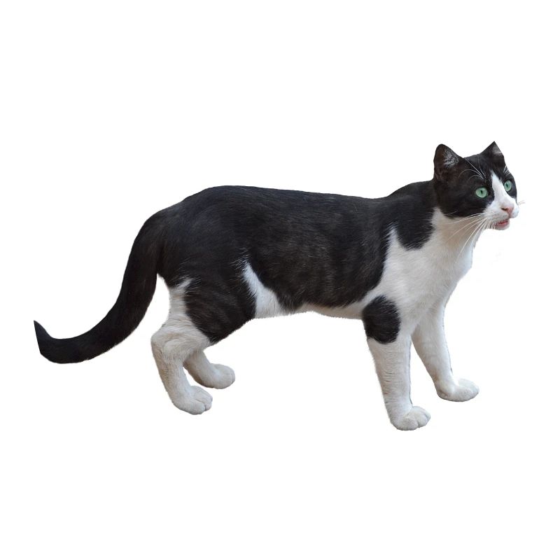 chat chat