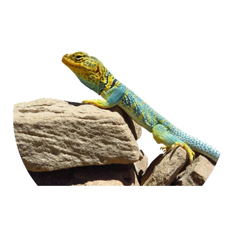 gecko lizard echse eidechse