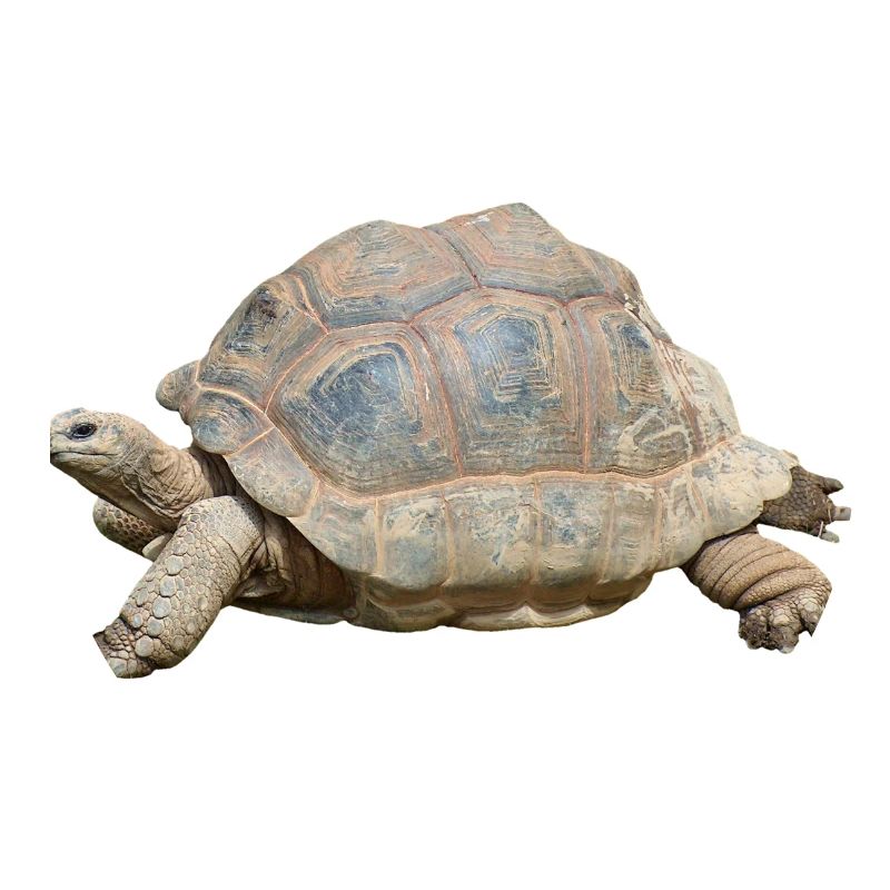 turtle schilkroete