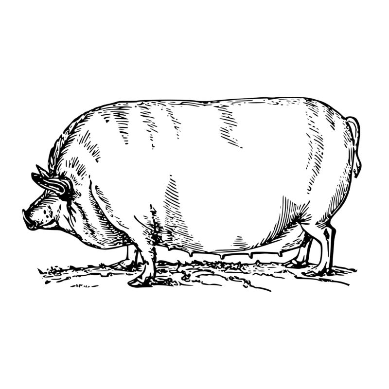 sow