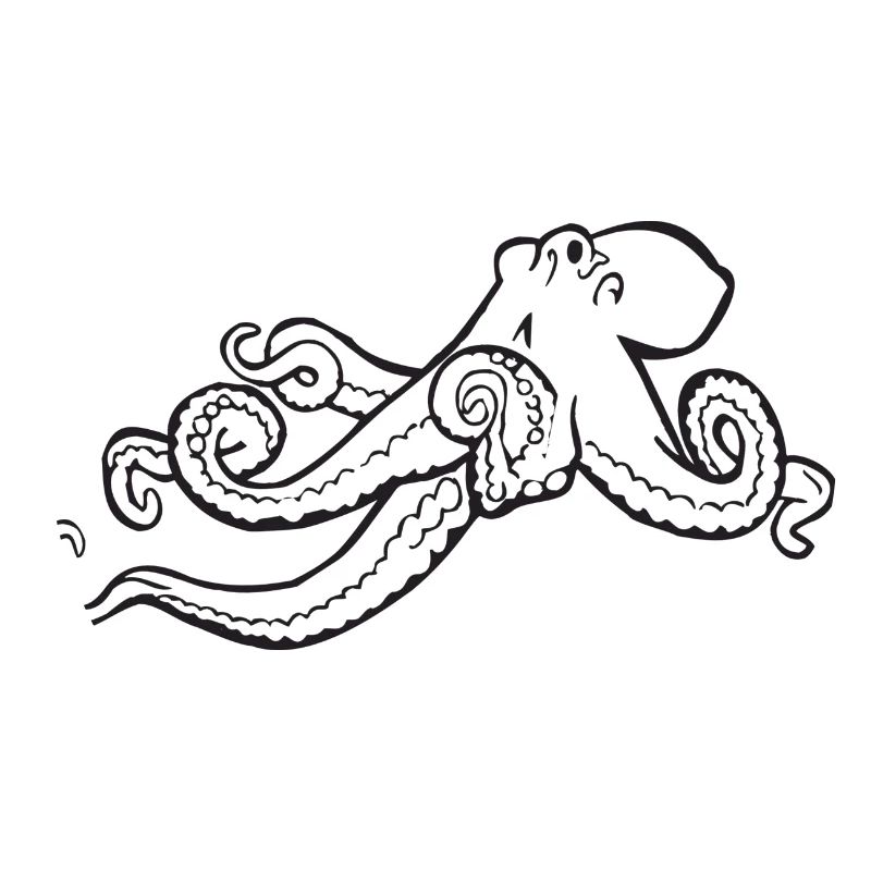 squid giant octopus octopus octopus squid sepia fish