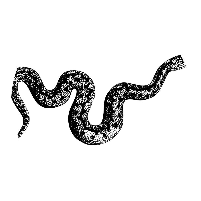 Anaconda Snake