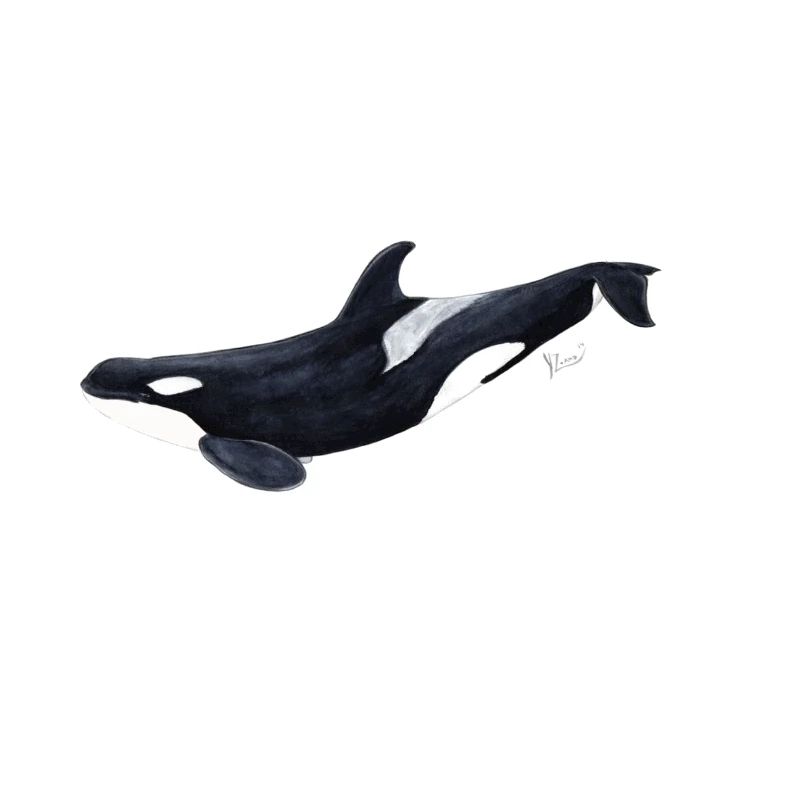 Orca - killer whale - orque